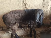 كبش, Hissar sheep — الصورة 5