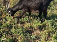 Echki, Nubian Goat — 6-rasm