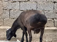 كبش, الأغنام — الصورة 4