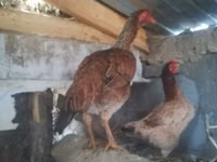 Chickens — 1-rasm