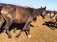 Stute, Kazakh horse — Foto 1