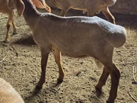 كبش, Arashan sheep — الصورة 2