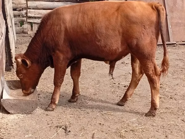 सांड, मवेशी