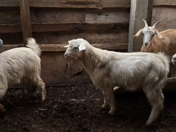 Cabro, Cabras