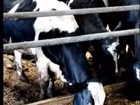 Kuh, Yaroslavl cattle — Foto 1
