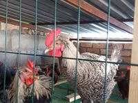 Chickens — Foto 3