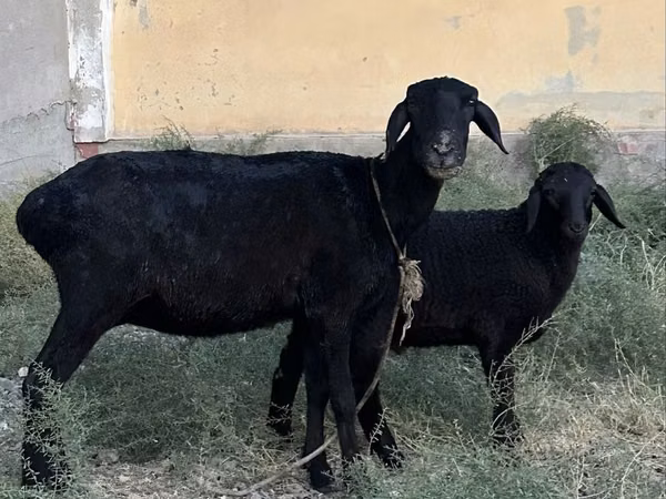 Oveja, Ovejas