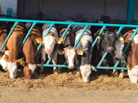Bulle, Simmental cattle — Foto 2
