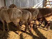 Schaf, Arashan sheep — Foto 3