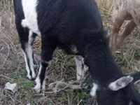 Ziegenbock, Alpine goat — Foto 2