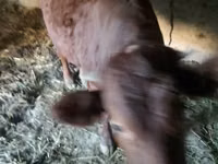 Caballos (lote, sexo no especificado), Caballos — foto 3
