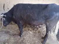 Bulle, Aberdeen-Angus — Foto 3
