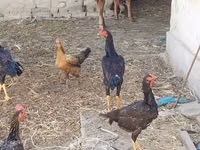 Chickens — 4-rasm