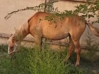 Жылқылар (топ, жынысы көрсетілмеген), Kazakh horse — 1-сурет