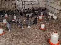 Chickens — 1-сурет