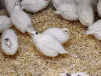 إستوني — الصورة 2