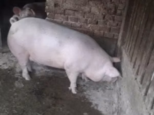 Schweine (Partie, Geschlecht nicht angegeben), 