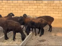 Sheep, Sheep — photo 2