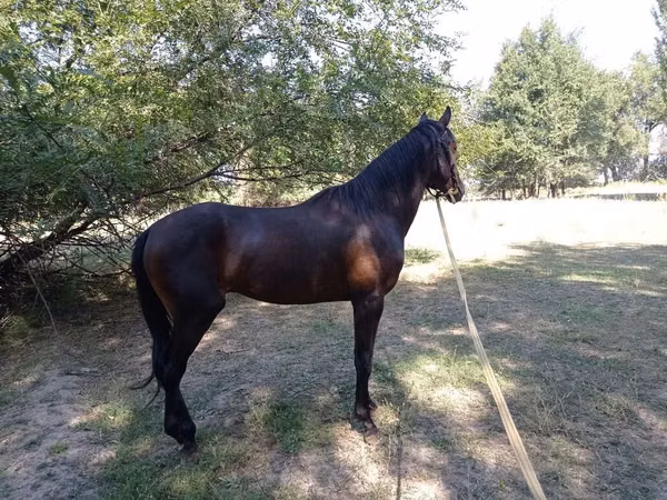 Айғыр, Thoroughbred horse