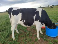 Kuh, Russian Black pied cattle — Foto 2