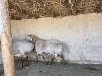 Schafe (Partie, Geschlecht nicht angegeben), Arashan sheep — Foto 7