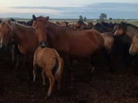 Stute, Kazakh horse — Foto 4