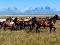 Жылқылар (топ, жынысы көрсетілмеген), Horse breed — 2-сурет