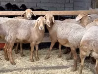 كبش, Arashan sheep — الصورة 2