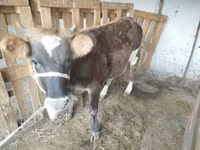 母牛, Cattle — 照片 1