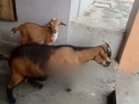 母山羊, Goats — 照片 2