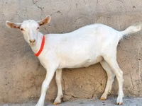 Ziege, Saanen goat — Foto 3