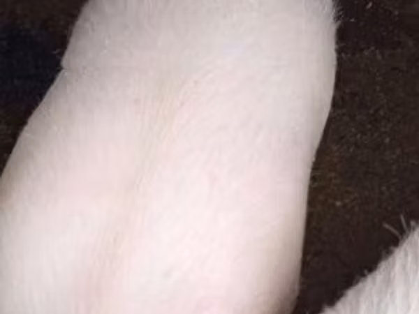 Eber, Schweine