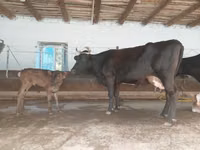 Cow, Cattle — photo 5