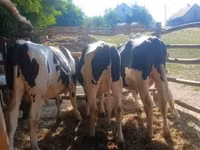 Bulle, Holstein-Rasse — Foto 4