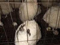 Quails — Foto 2