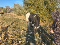 Kuh, Simmental cattle — Foto 3
