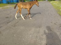 Yegua, Caballos — foto 2