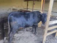 公牛, Cattle — 照片 3