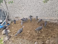 Turkeys — Foto 2