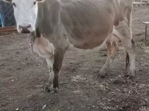 Уй, Симментал тукуму