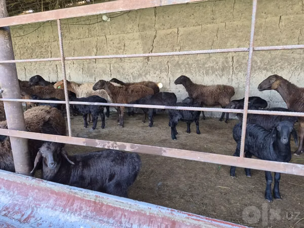 Schafe (Partie, Geschlecht nicht angegeben), Hissar sheep — Usbekistan