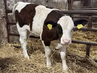 मवेशी (लॉट, लिंग निर्दिष्ट नहीं), Simmental cattle — फ़ोटो 1