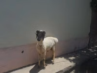 Carnero, Ovejas — foto 3