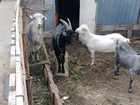 母山羊, Alpine goat — 照片 2