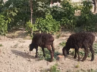أغنام (دفعة، الجنس غير محدد), الأغنام — الصورة 2