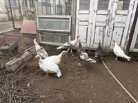 Turkeys — 2-rasm
