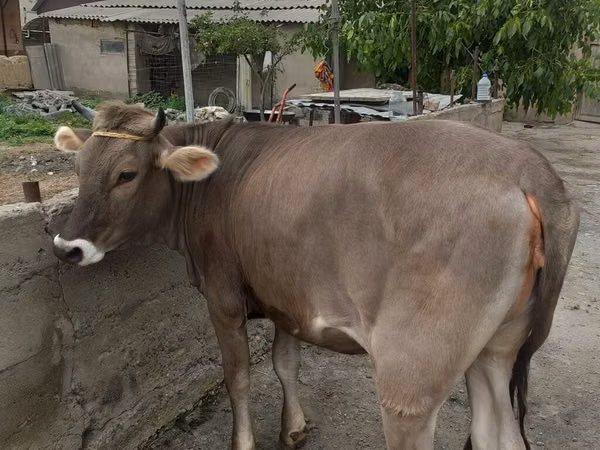 母牛, Swiss cattle — 吉尔吉斯斯坦