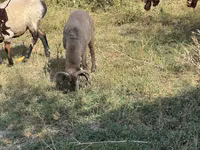 Schafe (Partie, Geschlecht nicht angegeben), Arabi sheep — Foto 4