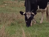 गाय, Russian Black pied cattle — फ़ोटो 4