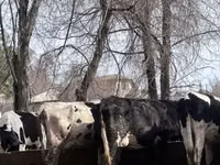 Cow, Holstein breed — photo 6